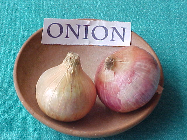 Herbs Onion